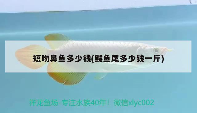 短吻鼻魚多少錢(鰈魚尾多少錢一斤) 其他益生菌