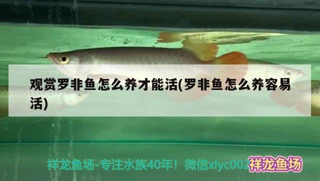 觀賞羅非魚怎么養(yǎng)才能活(羅非魚怎么養(yǎng)容易活) 養(yǎng)魚知識