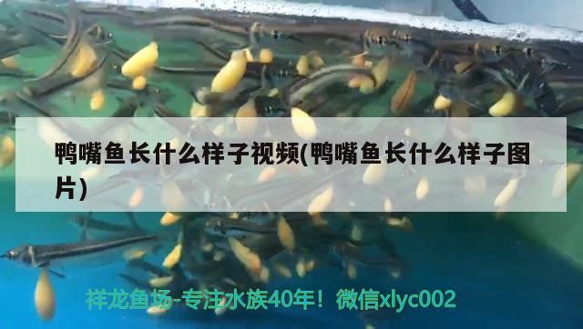 鴨嘴魚長(zhǎng)什么樣子視頻(鴨嘴魚長(zhǎng)什么樣子圖片) 廣州祥龍國(guó)際水族貿(mào)易