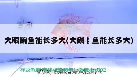 大眼鳊魚能長多大(大鱗鲃魚能長多大)