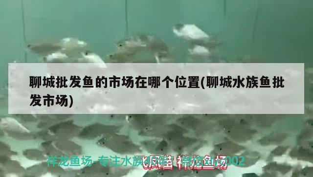 聊城批發(fā)魚的市場在哪個位置(聊城水族魚批發(fā)市場) 細線銀版魚