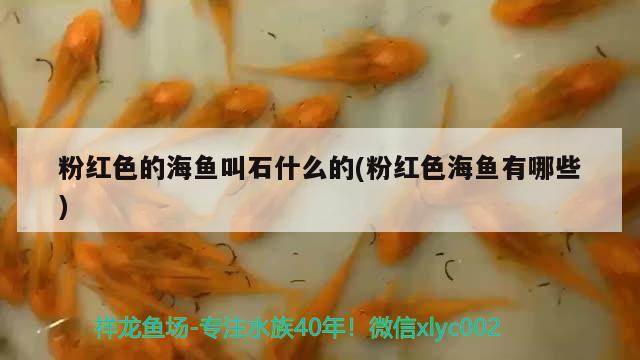 粉紅色的海魚叫石什么的(粉紅色海魚有哪些) 福魟魟魚