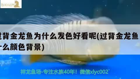 過背金龍魚為什么發(fā)色好看呢(過背金龍魚用什么顏色背景) 過背金龍魚