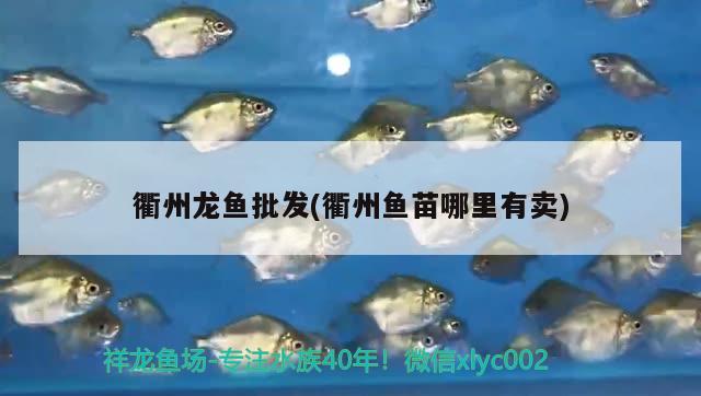 衢州龍魚批發(fā)(衢州魚苗哪里有賣) 龍魚批發(fā)