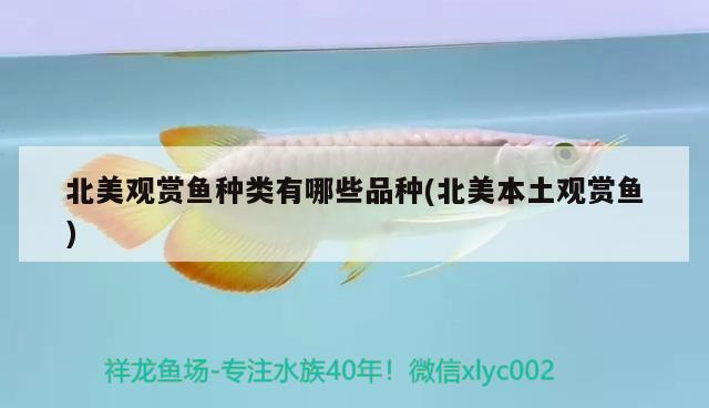 北美觀賞魚種類有哪些品種(北美本土觀賞魚) 羅漢魚