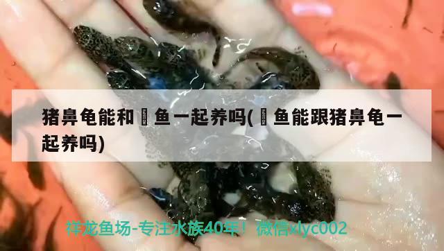 豬鼻龜能和魟魚一起養(yǎng)嗎(魟魚能跟豬鼻龜一起養(yǎng)嗎) 豬鼻龜