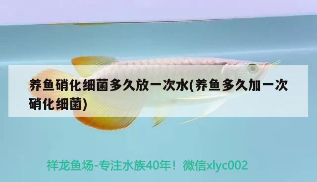 養(yǎng)魚硝化細(xì)菌多久放一次水(養(yǎng)魚多久加一次硝化細(xì)菌)