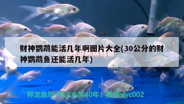 財神鸚鵡能活幾年啊圖片大全(30公分的財神鸚鵡魚還能活幾年) 鸚鵡魚