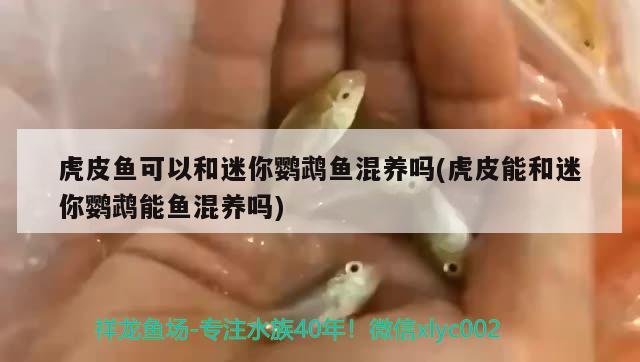 虎皮魚可以和迷你鸚鵡魚混養(yǎng)嗎(虎皮能和迷你鸚鵡能魚混養(yǎng)嗎) 鸚鵡魚