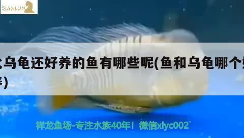 比烏龜還好養(yǎng)的魚有哪些呢(魚和烏龜哪個好養(yǎng)) 烏龜 第3張