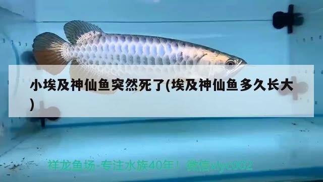 小埃及神仙魚突然死了(埃及神仙魚多久長大) 埃及神仙魚