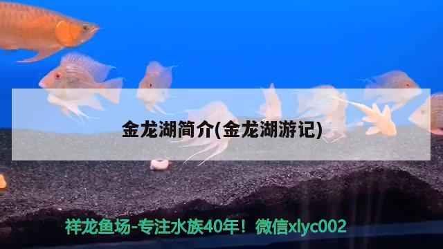 金龍湖簡(jiǎn)介(金龍湖游記) 青龍魚