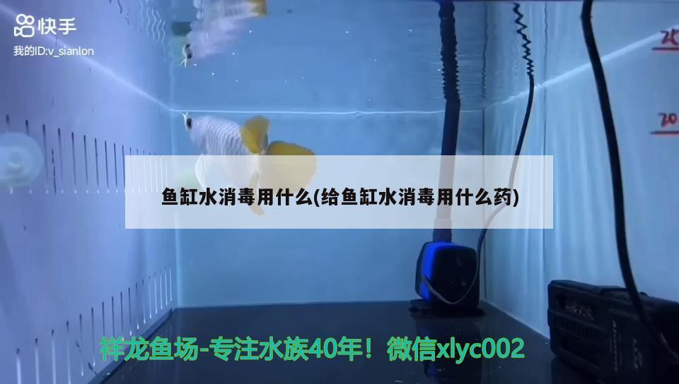 魚缸水消毒用什么(給魚缸水消毒用什么藥) 其他益生菌