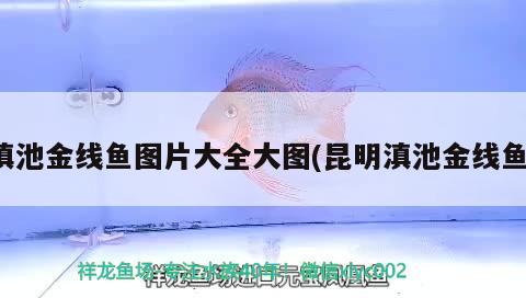 滇池金線魚圖片大全大圖(昆明滇池金線魚) 觀賞魚魚苗