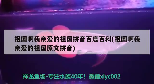 祖國(guó)啊我親愛(ài)的祖國(guó)拼音百度百科(祖國(guó)啊我親愛(ài)的祖國(guó)原文拼音) 廣州水族器材濾材批發(fā)市場(chǎng)