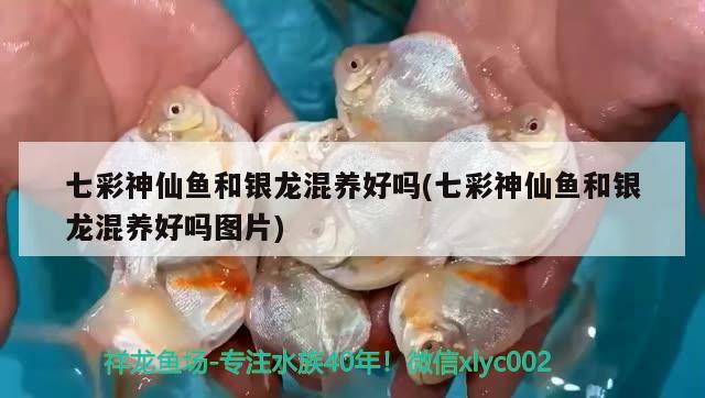 七彩神仙魚和銀龍混養(yǎng)好嗎(七彩神仙魚和銀龍混養(yǎng)好嗎圖片) 七彩神仙魚