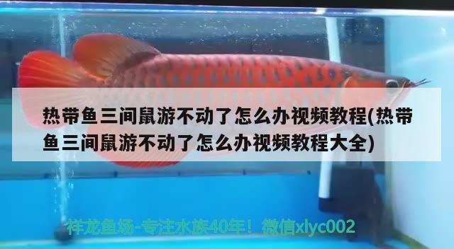 熱帶魚三間鼠游不動了怎么辦視頻教程(熱帶魚三間鼠游不動了怎么辦視頻教程大全)