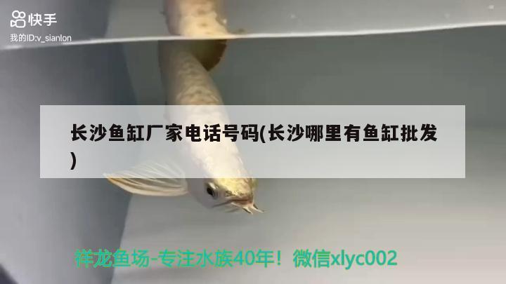 長沙魚缸廠家電話號碼(長沙哪里有魚缸批發(fā)) 黃金達摩魚