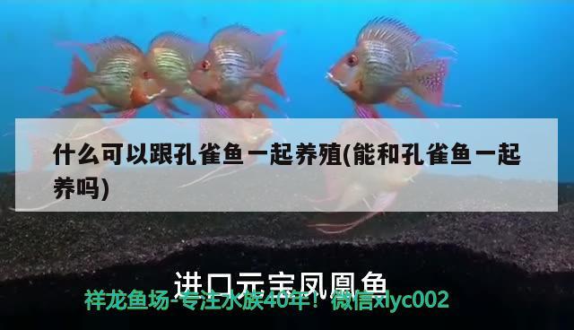 什么可以跟孔雀魚一起養(yǎng)殖(能和孔雀魚一起養(yǎng)嗎) 狗仔招財貓魚