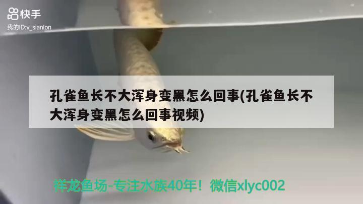 孔雀魚長不大渾身變黑怎么回事(孔雀魚長不大渾身變黑怎么回事視頻) 新加坡號(hào)半紅龍魚（練手級(jí)紅龍魚）