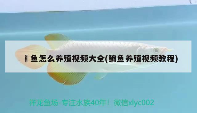 鮰魚怎么養(yǎng)殖視頻大全(鳊魚養(yǎng)殖視頻教程) 海象魚