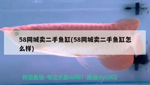 58同城賣二手魚缸(58同城賣二手魚缸怎么樣) 廣州祥龍國際水族貿易