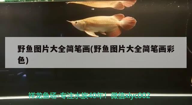 野魚圖片大全簡筆畫(野魚圖片大全簡筆畫彩色) 觀賞魚百科