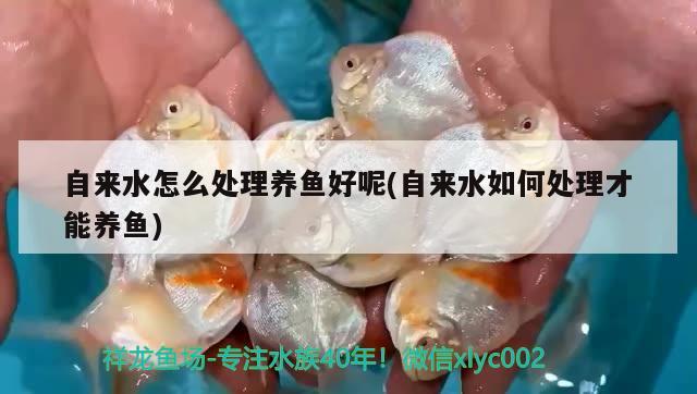 自來水怎么處理養(yǎng)魚好呢(自來水如何處理才能養(yǎng)魚) 赤焰中國虎魚