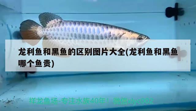 龍利魚和黑魚的區(qū)別圖片大全(龍利魚和黑魚哪個(gè)魚貴) 水草