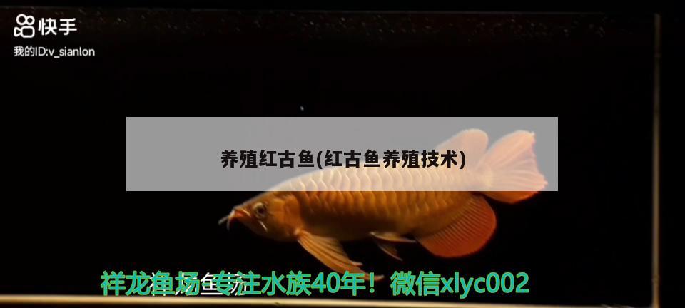 養(yǎng)殖紅古魚(紅古魚養(yǎng)殖技術)