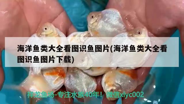 海洋魚類大全看圖識魚圖片(海洋魚類大全看圖識魚圖片下載) 廣州觀賞魚魚苗批發(fā)市場