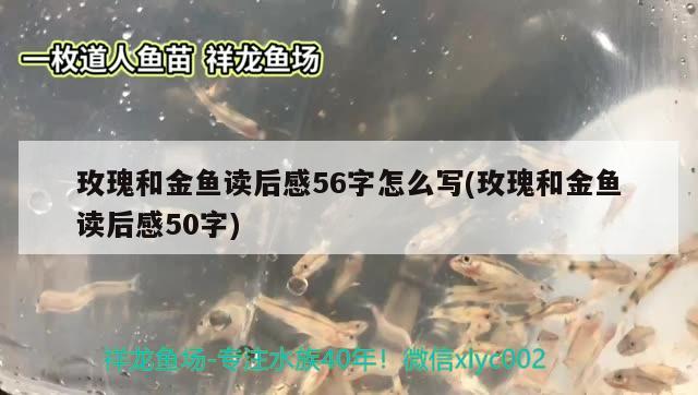 玫瑰和金魚讀后感56字怎么寫(玫瑰和金魚讀后感50字) 祥龍魚場其他產(chǎn)品