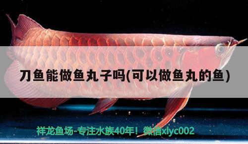 刀魚能做魚丸子嗎(可以做魚丸的魚) 黃金斑馬魚