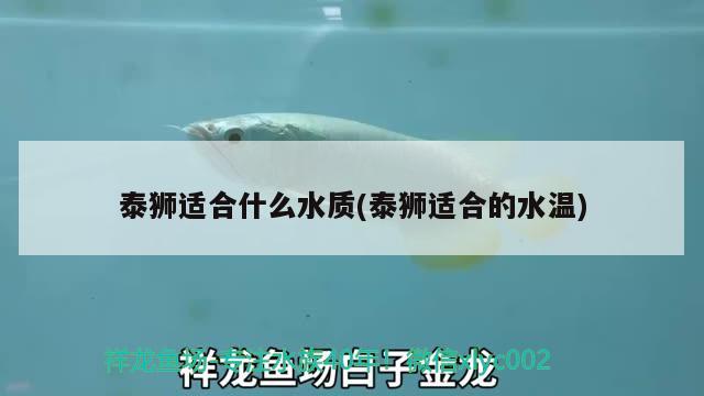 泰獅適合什么水質(泰獅適合的水溫) 麥肯斯銀版魚