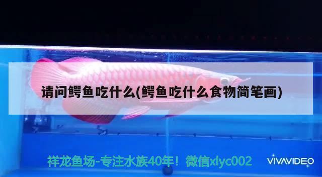 請問鱷魚吃什么(鱷魚吃什么食物簡筆畫)