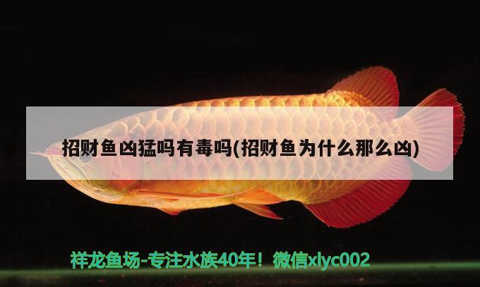 招財(cái)魚(yú)兇猛嗎有毒嗎(招財(cái)魚(yú)為什么那么兇) 魚(yú)缸水泵