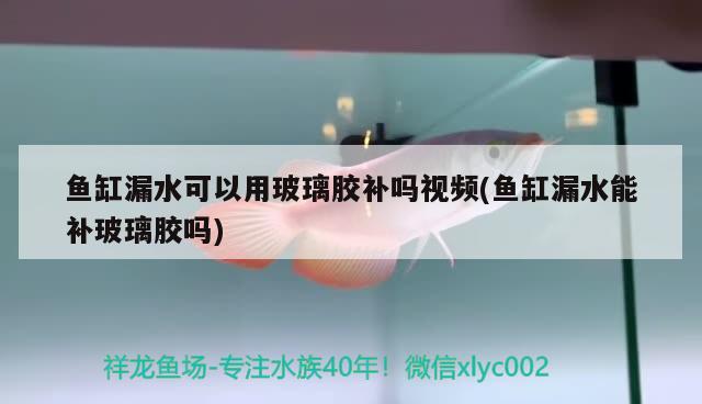 魚缸漏水可以用玻璃膠補嗎視頻(魚缸漏水能補玻璃膠嗎) 短身紅龍魚