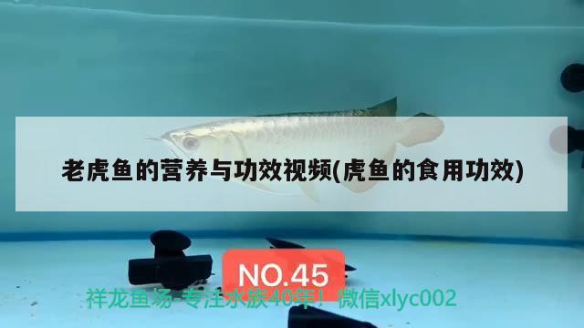 老虎魚的營養(yǎng)與功效視頻(虎魚的食用功效) 虎魚百科