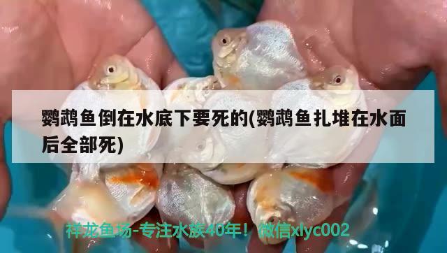 鸚鵡魚倒在水底下要死的(鸚鵡魚扎堆在水面后全部死) 鸚鵡魚