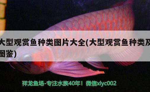 大型觀賞魚種類圖片大全(大型觀賞魚種類及圖鑒) 稀有金龍魚