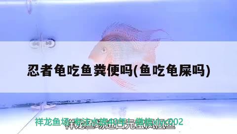 忍者龜吃魚糞便嗎(魚吃龜屎嗎)