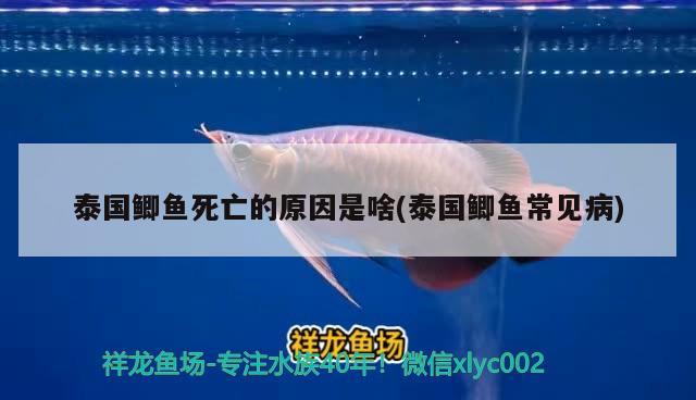 泰國鯽魚死亡的原因是啥(泰國鯽魚常見病) 圖騰金龍魚