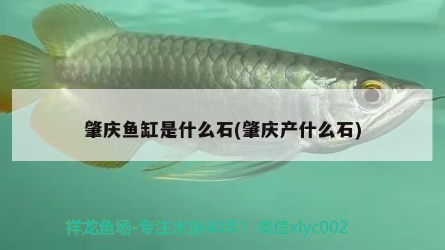 肇慶魚缸是什么石(肇慶產什么石) 祥龍超血紅龍魚