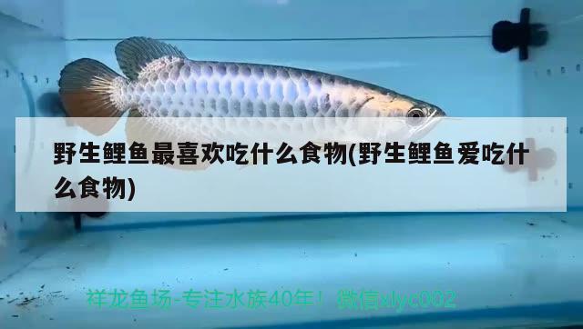 野生鯉魚(yú)最喜歡吃什么食物(野生鯉魚(yú)愛(ài)吃什么食物) 金龍魚(yú)糧