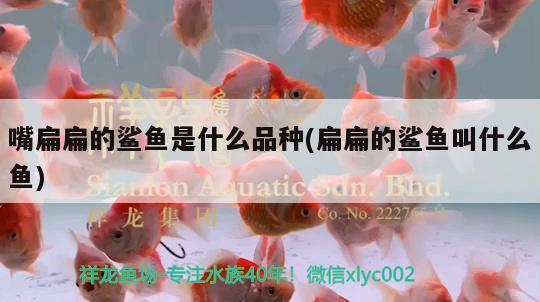 嘴扁扁的鯊魚是什么品種(扁扁的鯊魚叫什么魚)