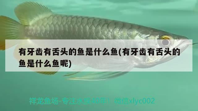 有牙齒有舌頭的魚是什么魚(有牙齒有舌頭的魚是什么魚呢)