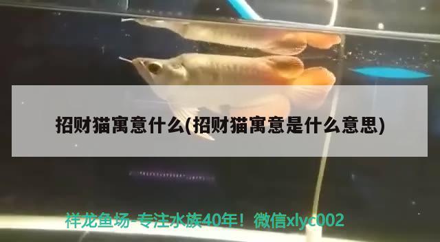 招財貓寓意什么(招財貓寓意是什么意思) 祥龍魚藥系列