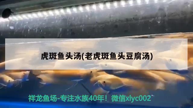 虎斑魚(yú)頭湯(老虎斑魚(yú)頭豆腐湯) 紅尾平克魚(yú)