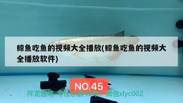 鯨魚(yú)吃魚(yú)的視頻大全播放(鯨魚(yú)吃魚(yú)的視頻大全播放軟件) 印尼三紋虎