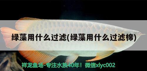 綠藻用什么過濾(綠藻用什么過濾棉) 藍(lán)底過背金龍魚